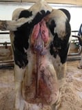 Retained Fetal Membranes in Cows