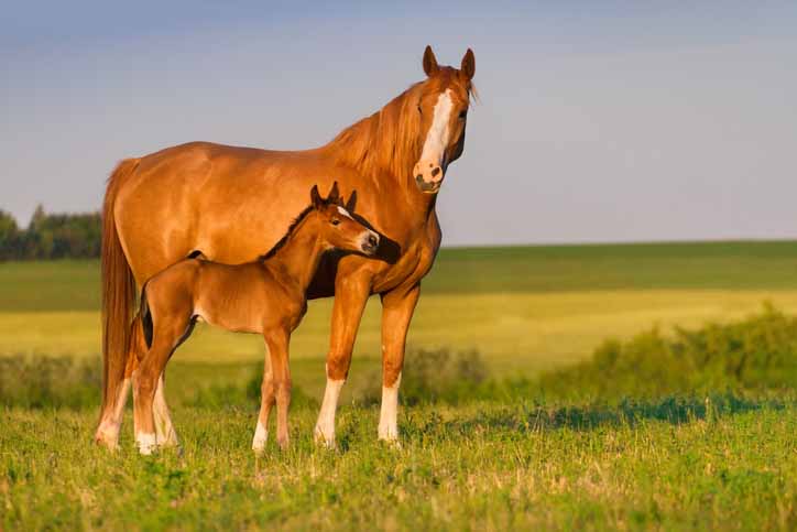 Recombinant distemper canine vaccine manufacturers