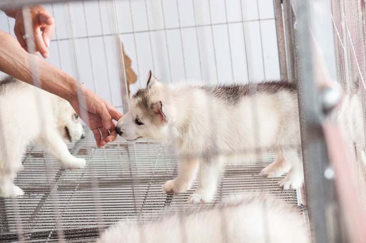 puppies for sale
