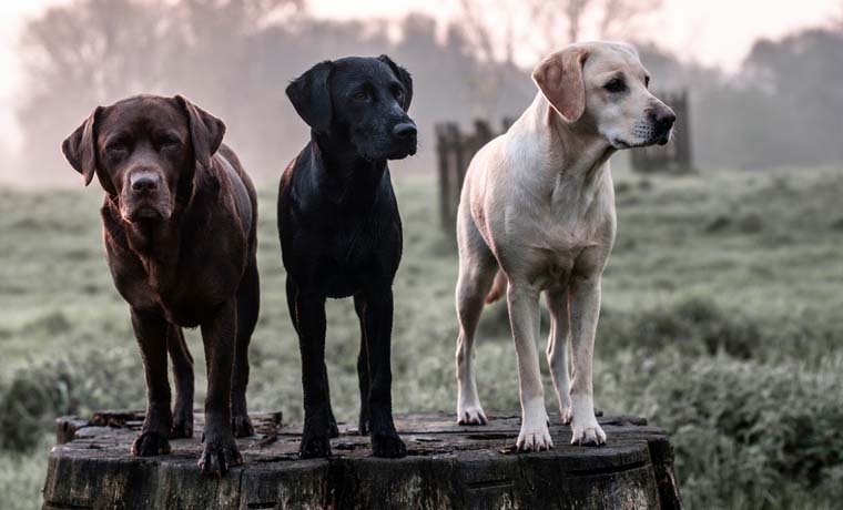 three dogs