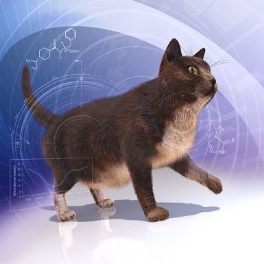 Endocrine System - Merck Veterinary Manual