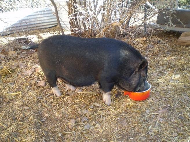 Acceptable weight, miniature pig