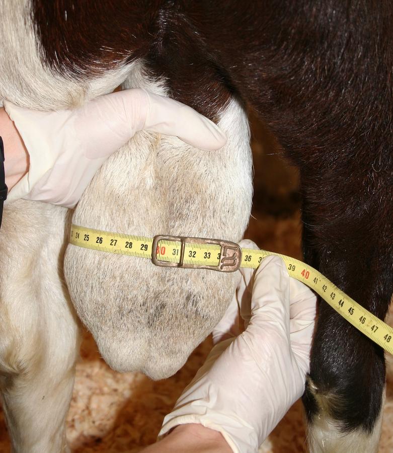 Measurement of scrotal circumference, goat