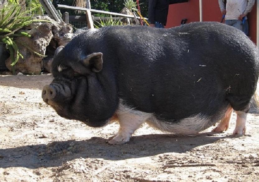 Obesity, miniature pig