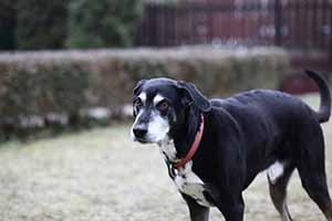 11-year-old dog with limp