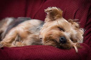 Dog with anorexia, lethargy, and vomiting