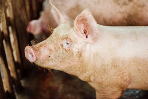 Nipah virus Infection in Swine