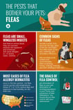 Fleas of Dogs