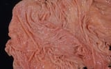 Gastrointestinal Parasites of Cattle