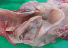 Overview of Respiratory Diseases of Sheep and Goats