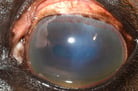 Overview of Equine Recurrent Uveitis