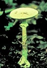 Overview of Poisonous Mushrooms