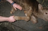 Arthrogryposis in cattle