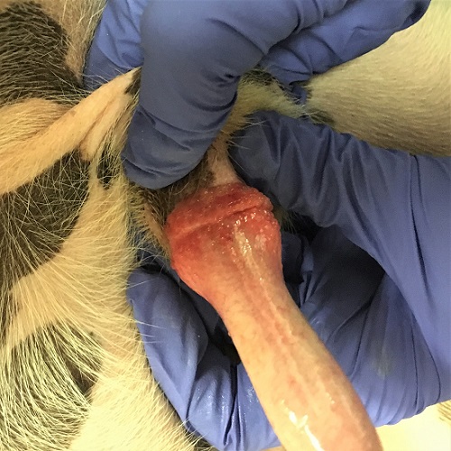 Phimosis in Dogs and Cats - Reproductive System - Merck Veterinary