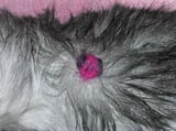 Tumors of the Hair Follicle