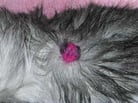 Epidermal and Hair Follicle Tumorsin Animals