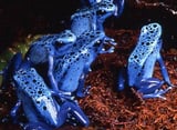 Similarities and Differences Between Frogs and Toads