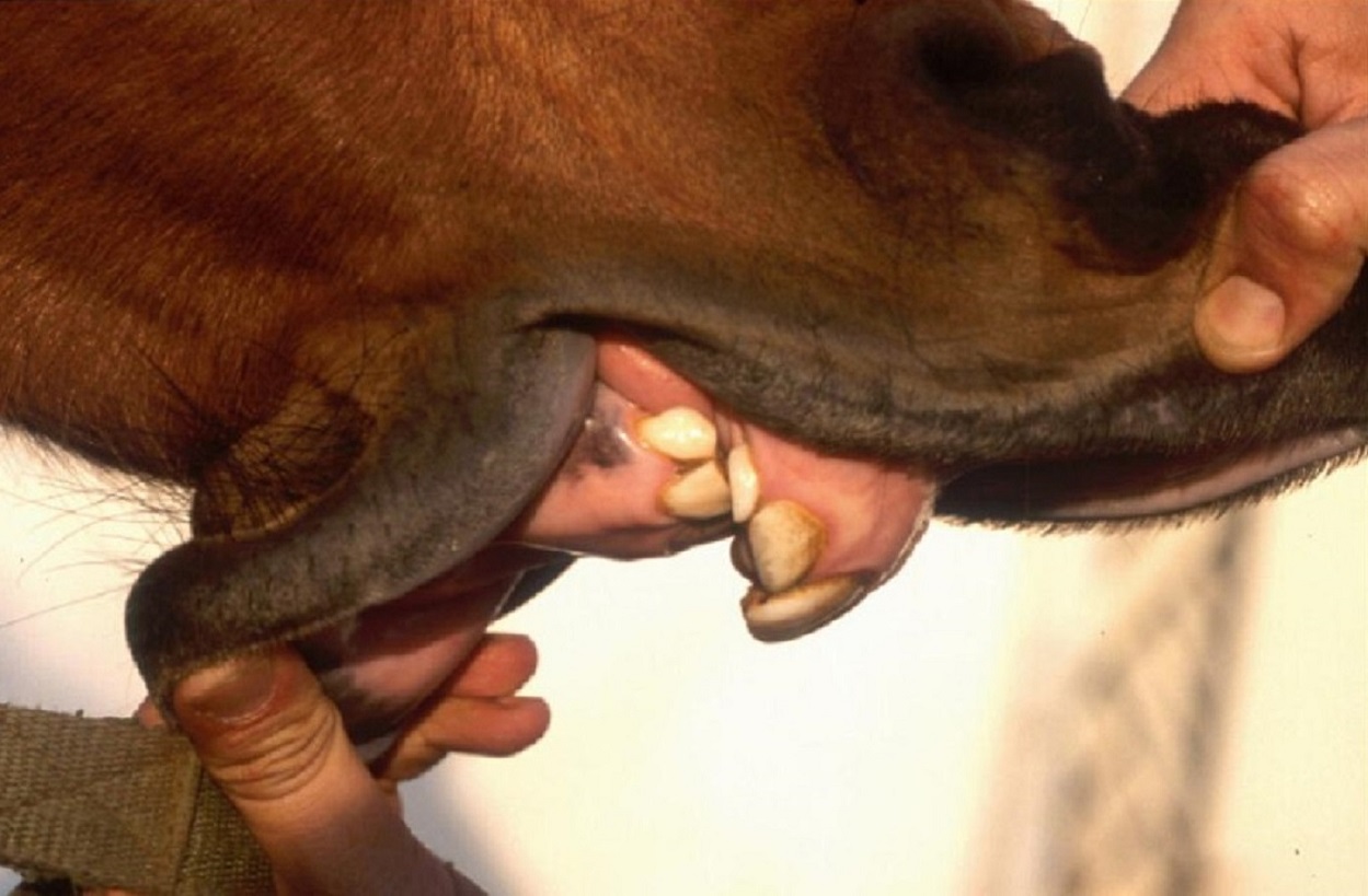 Congenital and Inherited Anomalies of the Mouth in Animals - Digestive  System - Merck Veterinary Manual