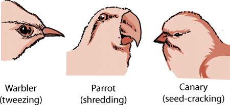 Birds have developed different types of beaks.