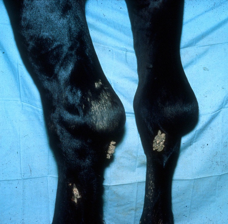 support Ours Receiver Bursitis in Large Animals - Musculoskeletal System - Merck Veterinary Manual