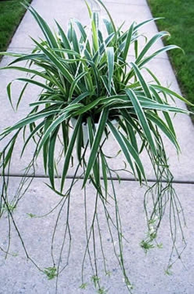 Chlorophytum spp (Liliaceae) Spider plant, St. Bernard's lily, Airplane plant