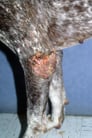 Hygroma in Dogs