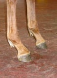Flexural Deformities in Horses