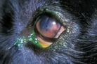 Corneal Foreign Bodies in Animals