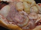 Porcine Coronaviral Enteritis