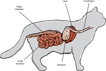 The major digestive organs of the cat.