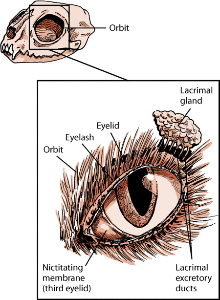 Structures that protect the eye