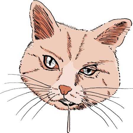 Facial Paralysis in Cats - Cat Owners - Merck Veterinary Manual