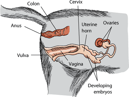The reproductive system of the female cat.
