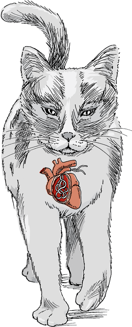 Heartworm infection, cat