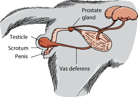 Reproductive system of a male cat