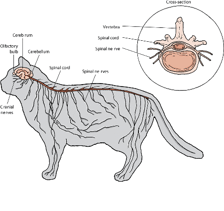 The nervous system of the cat.