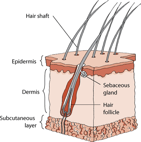 The anatomy of a cat’s skin includes 3 major layers, as well as hair follicles and sebaceous glands.