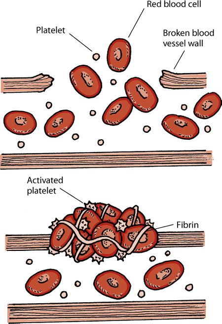 How blood clots are formed