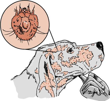 Mite Infestation (Mange, Acariasis, Dogs - Dog - Merck Veterinary Manual