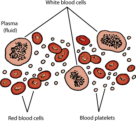Blood is a complex mix of plasma (the liquid component), red blood cells, white blood cells, and platelets.
