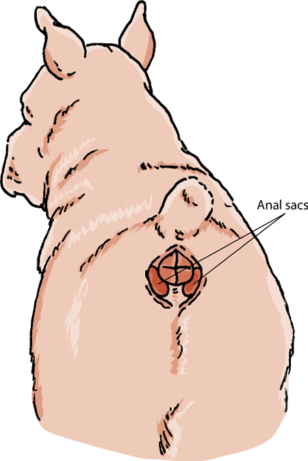 The anal sacs of a dog.