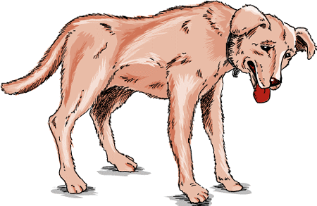 Several types of arthritis that occur in dogs are mediated by the immune system.