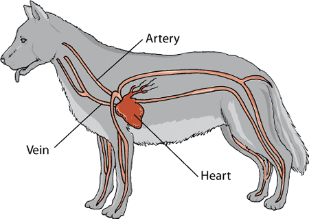 Cardiovascular system of a dog