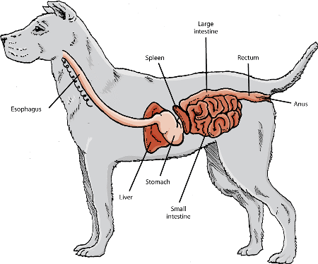 The major digestive organs of a dog.