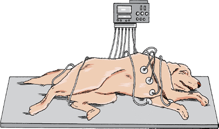 Electrocardiogram, dog