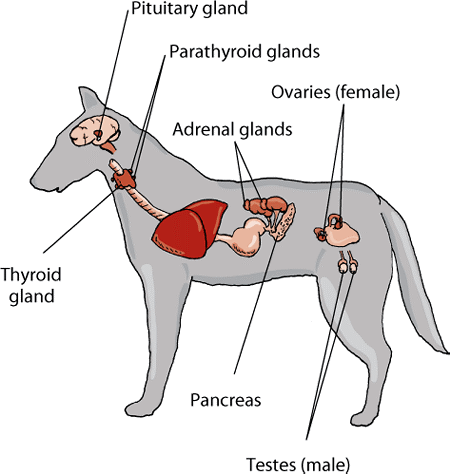 Major endocrine glands, dog
