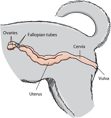 Reproductive system of a female dog
