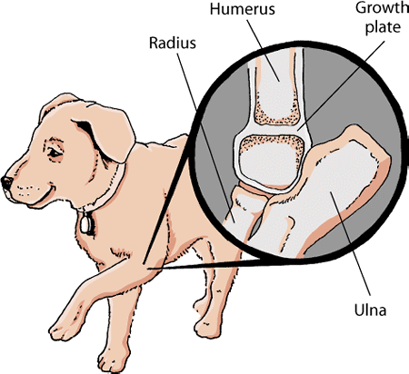 Growth plates are found near the ends of bones in young animals.