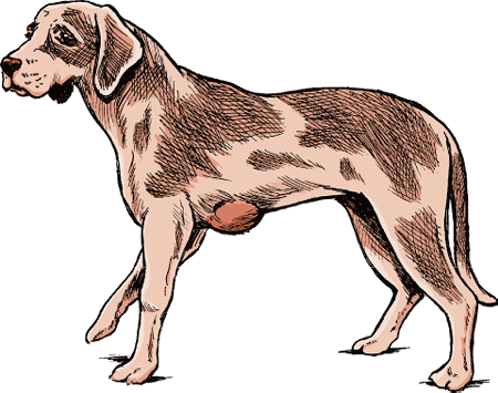 Lipomas are one of the most common benign tumors of the skin in dogs.