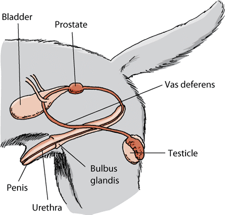 The reproductive system of the male dog